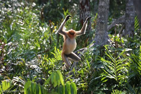 Palm oil processing industry taking over habitat of endangered ...