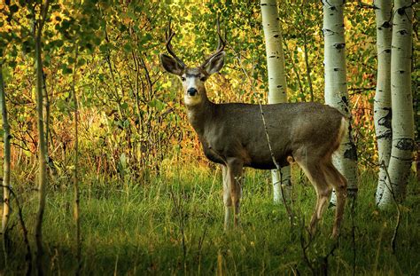 Autumn Mule Deer Photograph by TL Mair - Fine Art America