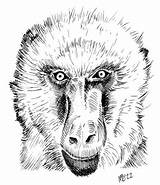 Baboon Head coloring page  Free Printable Coloring Pages sketch template