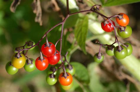 Are they one of those 15 toxic plants in your garden? (2023)