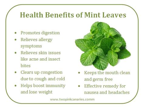 Sab Ka Blog: Health Benefits Of Mint in Urdu & English