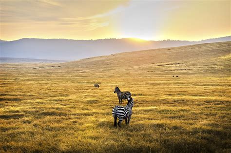 Serengeti National Park - Lonely Planet