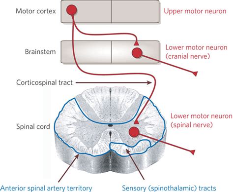 MedicalSharingwithSanandHy | Một khoảng trời mộng mơ