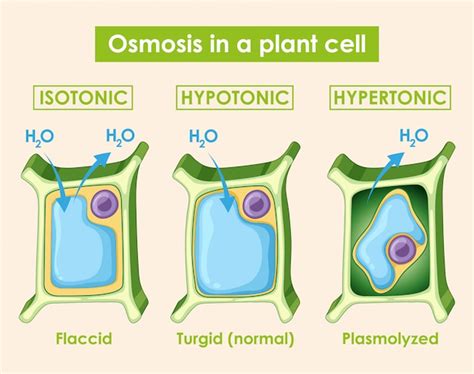 Free Vector | Diagram showing osmosis in plant cell