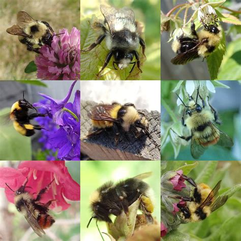 9 different species of Bumble Bees i found throughout last summer : r/bees