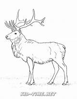 Caribou Coloring Page Pages sketch template