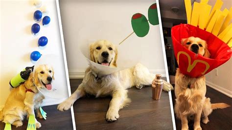 Dog's 'Cone of Shame' Turns Into Hilarious Costumes - YouTube