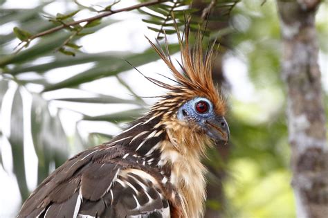 Bird Of The Quarter: The Hoatzin | Dispenser Amenities