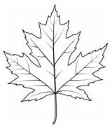 Sugar Maple Leaf coloring Page  Free Printable Coloring Pages sketch template