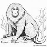 Baboon Coloring Pages  Free & Printable sketch template
