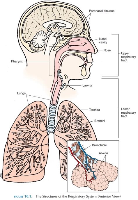 Lower Respiratory Tract Anatomy - vrogue.co