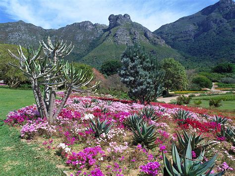 Spectacular Kirstenbosch and Company's Gardens 2024 - Cullinan Guided Journeys