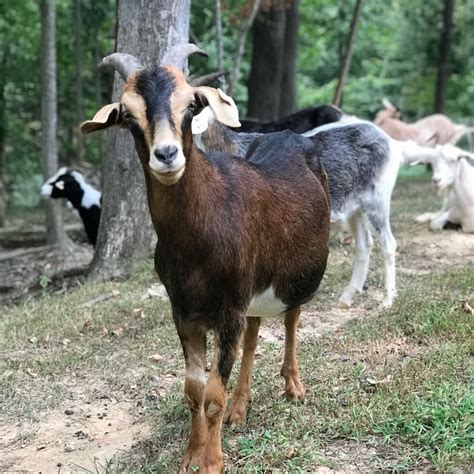 Kiko Goats - Glenmar Farms - Farmily Owned Farm in Kentucky