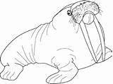 Walrus Morse Coloriage Colorable Anjing Mewarnai Coloriages Colorier  sketch template