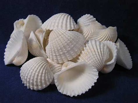 Large White Arc Clam Seashells