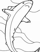 Free Printable Shark Coloring Pages For Kids sketch template