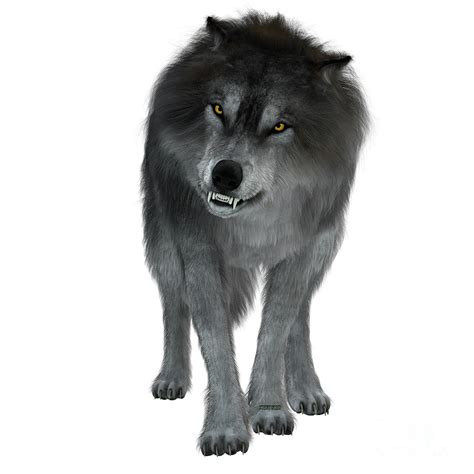 Dire Wolf on White Digital Art by Corey Ford - Fine Art America