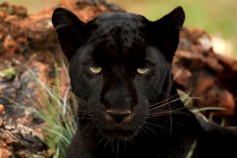 File:Black Panther.JPG - Wikimedia Commons
