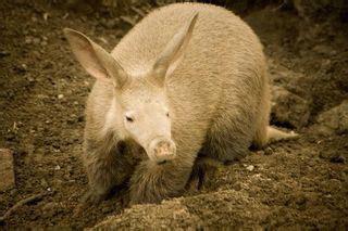 Facts About Aardvarks | Live Science