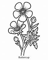 Premium Vector  Coloring Book For Children Flower buttercup sketch template
