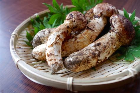 What are Matsutake Mushrooms? | We Love Japanese Food