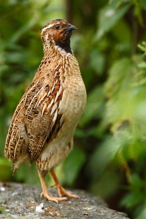 5 of The Most Common Quail Breeds for Homesteaders and Which is Right for You