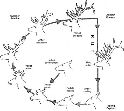 Deer Antler Development Phases: Growth Cycle Explained – DeerSteroids