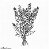 Lavender Flower Bouquet 2 Coloring Pages  For Kids – Smart sketch template
