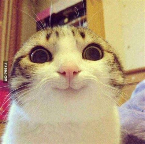 Gato sorrindo | Funny cat pictures, Cute animal memes, Cute cats