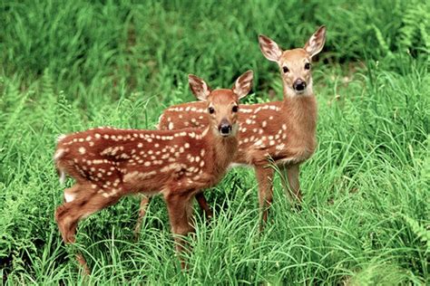 Whitetail Deer Fawns, Twin Fawns, Spotted Fawns, Young Animal Pictures ...