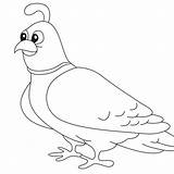 Quail Coloring sketch template