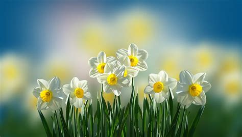 Daffodils, narcisa, green, daffodil, flower, yellow, spring, HD ...