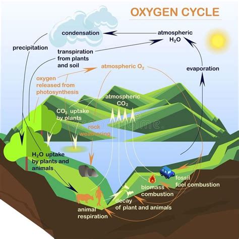 Scheme of the Oxygen cycle, flats design. Stock vector illustration , #spon, #cycle, #flats, # ...