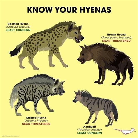 Instagram post by Peppermint Narwhal • Nov 29, 2017 at 4:04am UTC | Hyena, Extinct animals ...