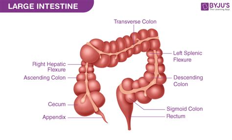 Large Intestine Diagram