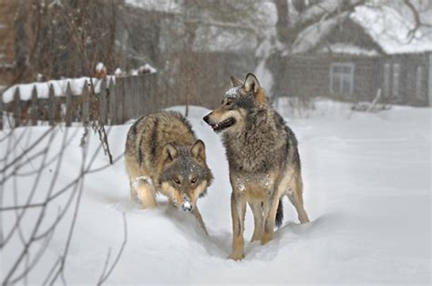 How These Wolves Thrive In The Chernobyl Radiation Zone - BarkPost