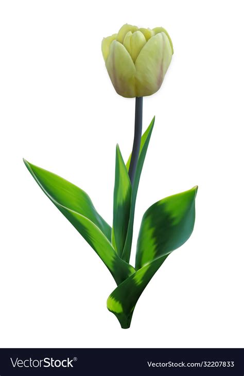 Tulip flower with leaves 3d realistic Royalty Free Vector