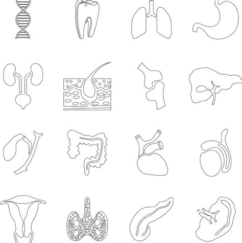 Internal Organs Icons Setoutline Style Organ Body Kidney Vector, Organ, Body, Kidney PNG and ...