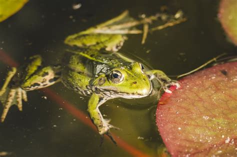 Frog. a Frog in Water Near Water Lily Leaves. Frog in the Conditions of the Nature Stock Photo ...