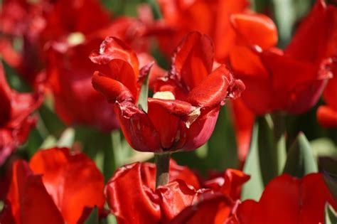 Premium Photo | Red tulip flowers in garden