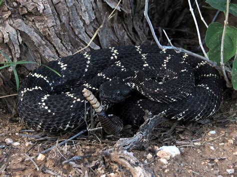 Arizona Black Rattlesnake (Crotalus cerberus) | Taylor Henry | Flickr