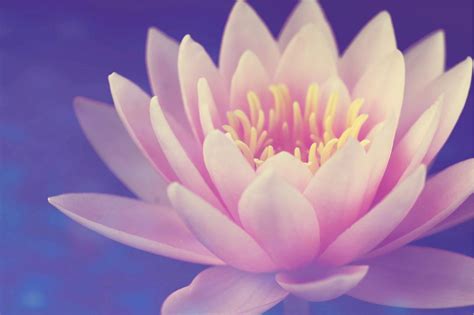 Pink Lotus Flower · Free Stock Photo