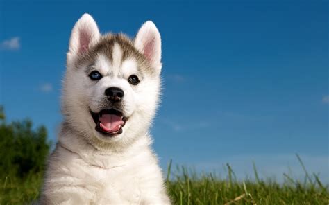 Husky Puppies Wallpapers - Top Những Hình Ảnh Đẹp