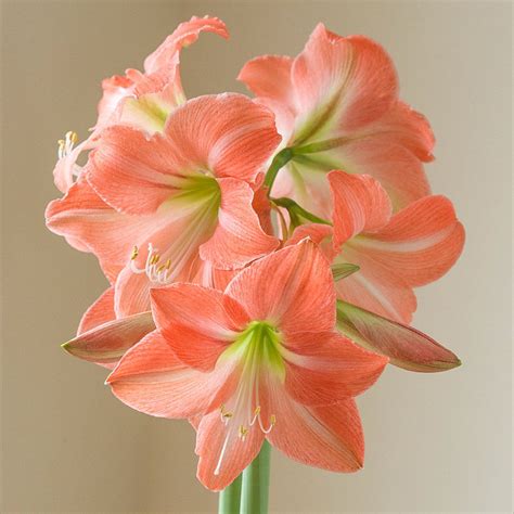 Amaryllis 'Serenity' | White Flower Farm