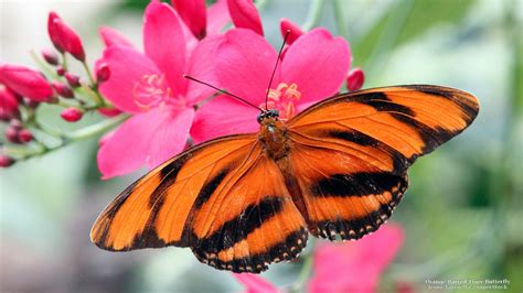 Flowers: Tiger Butterfly Pink Flower Flowers Butterflies Nature Wallpaper For Desktop for High ...
