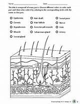 Integumentary System  Skin labeling Coloring TPT sketch template