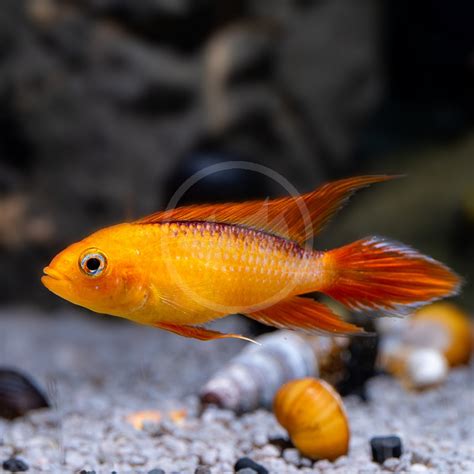 CICHLID - APISTOGRAMMA AGASSIZI FIRE RED Apistogramma cf. agassizii - Aquatics Unlimited