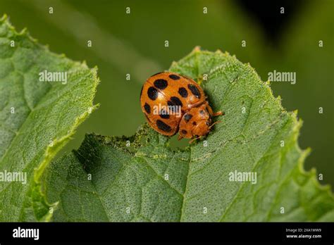 Squash lady beetle hi-res stock photography and images - Alamy