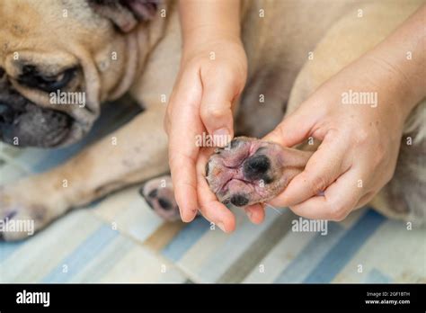 A person showing the toe of a French bulldog with skin disease caused by allergies Stock Photo ...