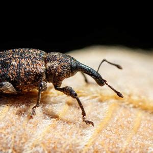 Snout Beetle – Kombat Pest Control Solutions